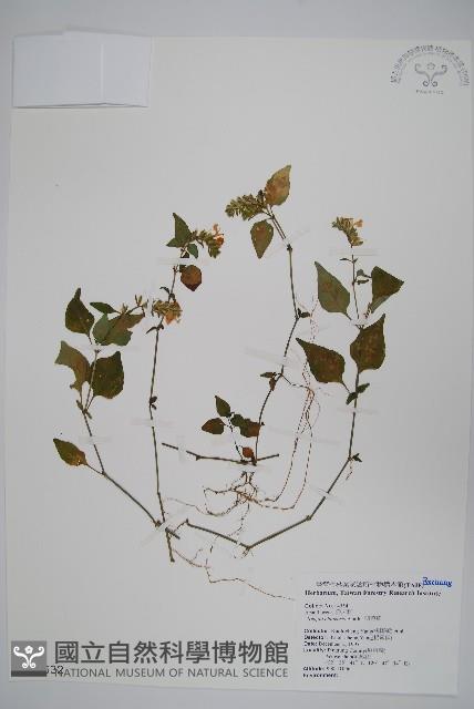 明萼草藏品圖，第1張