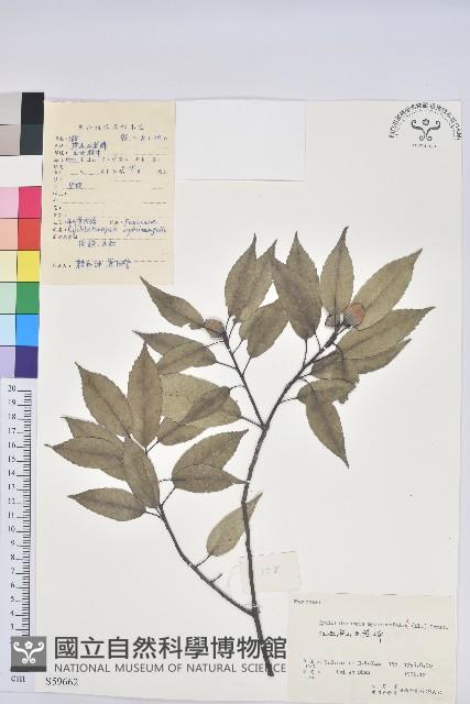 細葉青剛、黑稠、黑櫟、小葉青剛藏品圖，第1張