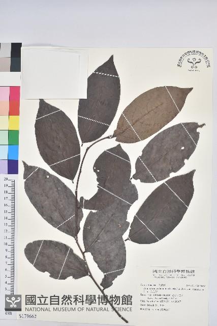 赤血仔藏品圖，第1張