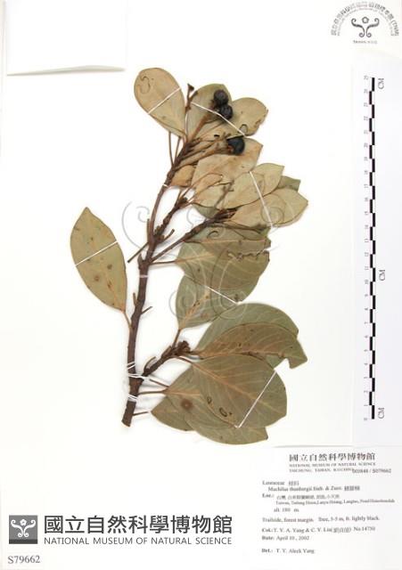 豬腳楠藏品圖，第1張