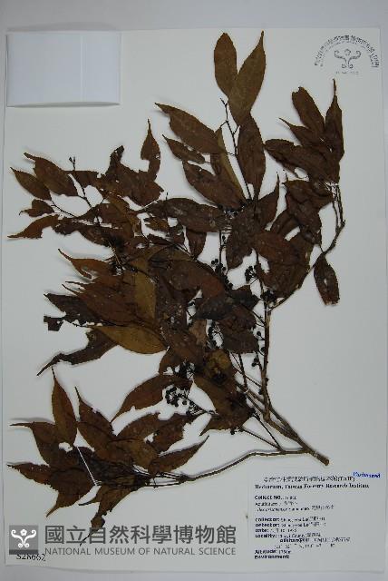 阿里山冬青藏品圖，第1張