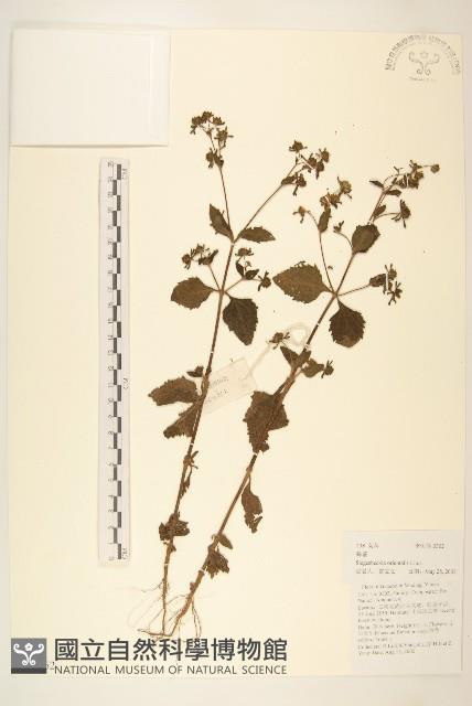 豨簽藏品圖，第1張