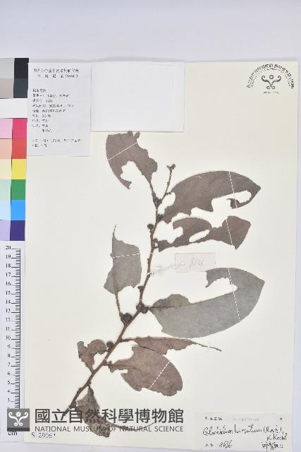 赤血仔、厚葉算盤子藏品圖，第1張