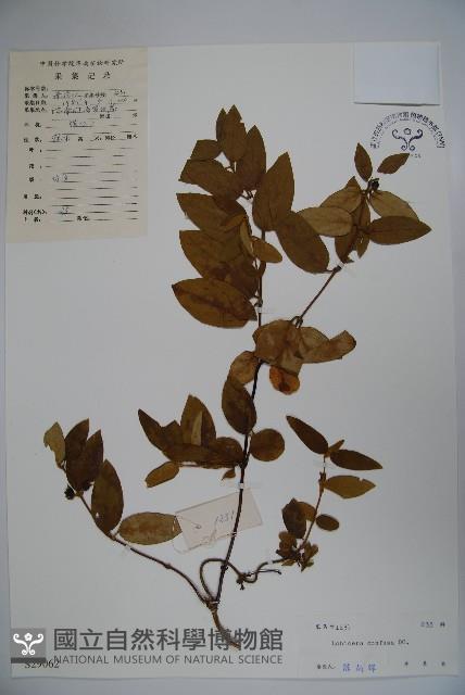 山銀花藏品圖，第1張