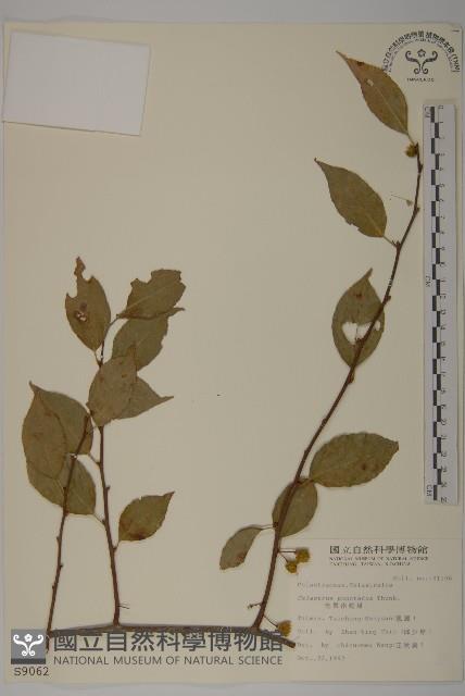 光果南蛇藤藏品圖，第1張