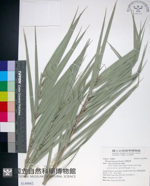 台灣海棗藏品圖，第1張