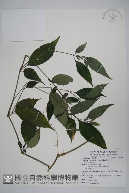 長花九頭獅子草、山藍藏品圖，第1張