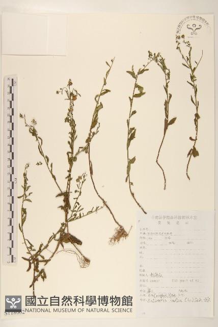 雞兒腸藏品圖，第1張