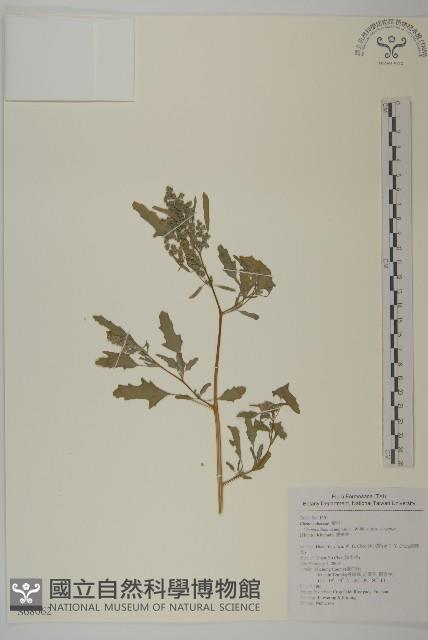 變葉藜藏品圖，第1張