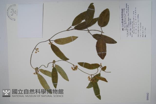 臺灣牛皮消、臺灣白薇藏品圖，第1張