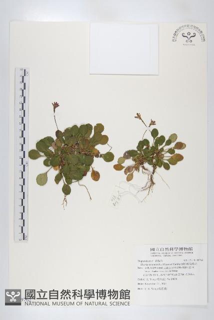 倒卵葉裂緣花藏品圖，第1張