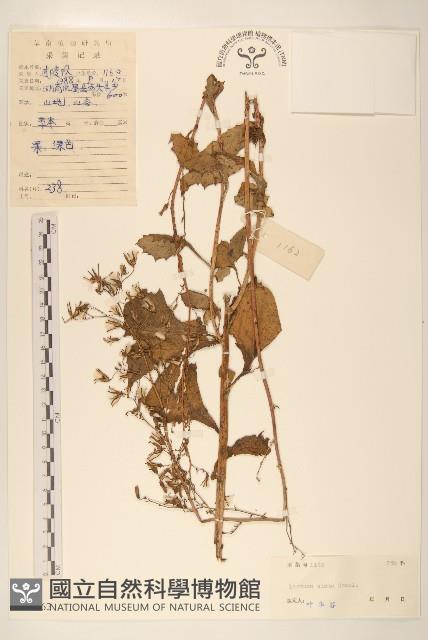 高苞苣藏品圖，第1張