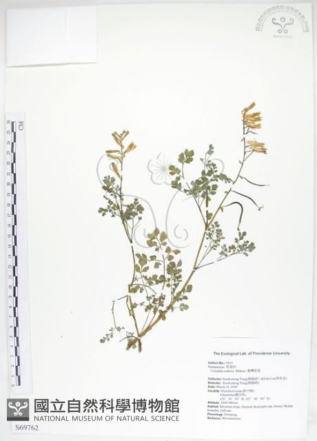 臺灣黃菫藏品圖，第1張