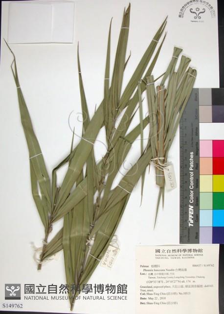 台灣海棗藏品圖，第1張