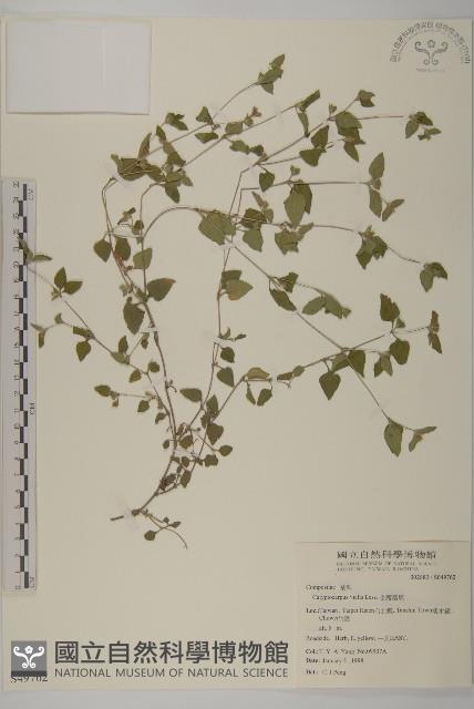 金腰箭舅藏品圖，第1張