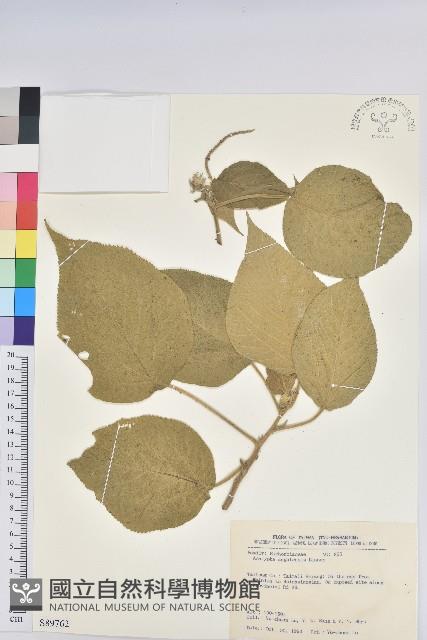 臺灣鐵莧藏品圖，第1張