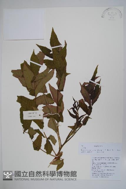 大花漆藏品圖，第1張