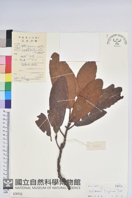 百合花杜鵑藏品圖，第1張