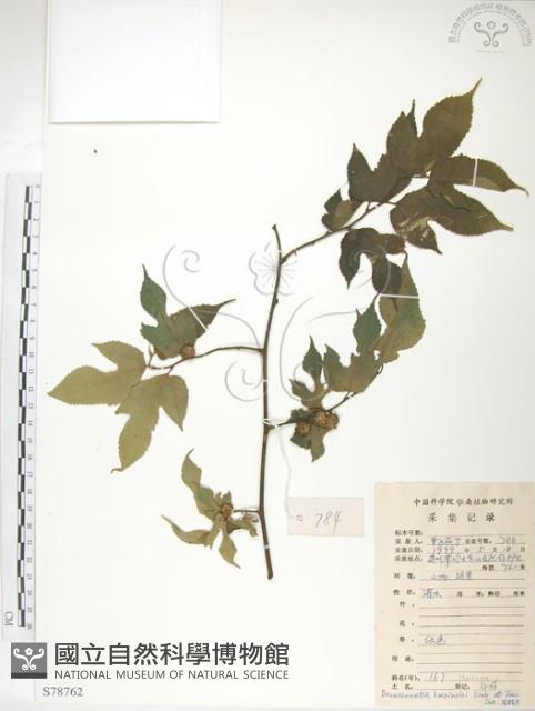 小構樹藏品圖，第1張