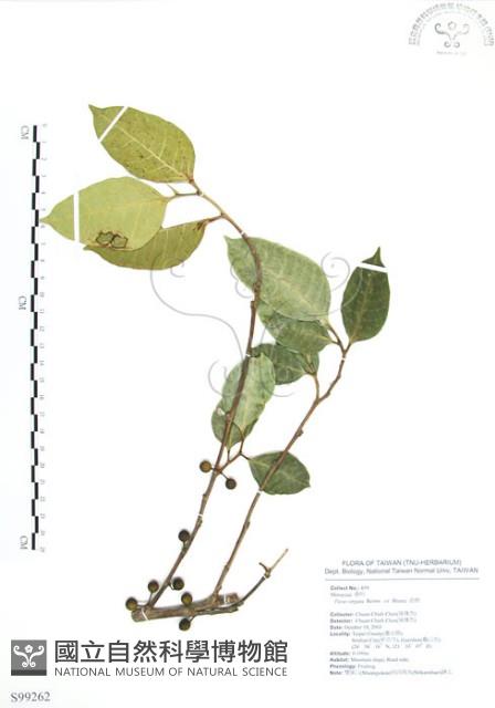 白肉榕藏品圖，第1張