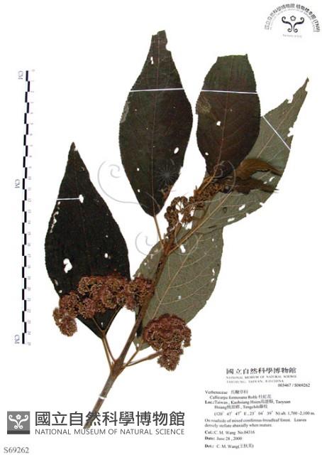 杜虹花，台灣紫珠藏品圖，第1張