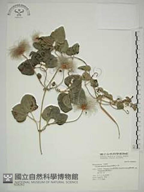 屏東鐵線蓮藏品圖，第1張