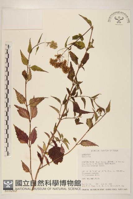 登錄號:S018262藏品圖，第1張