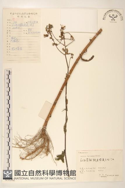 臺灣山苦苣藏品圖，第1張