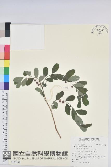 紅仔珠藏品圖，第1張