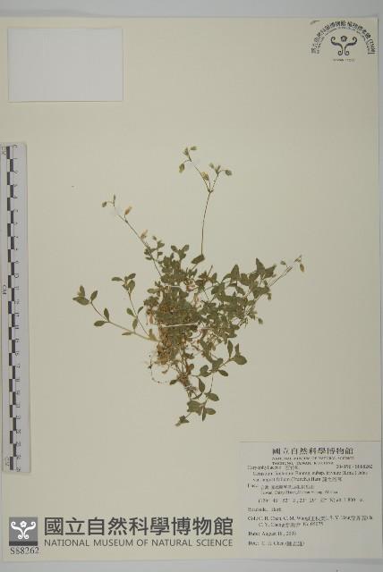 簇生卷耳藏品圖，第1張