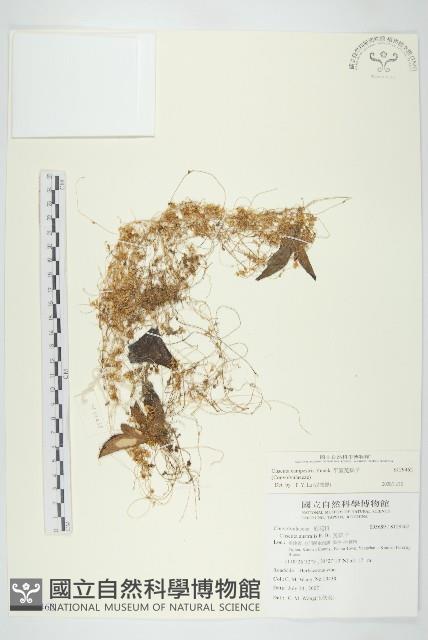 平原菟絲子藏品圖，第1張