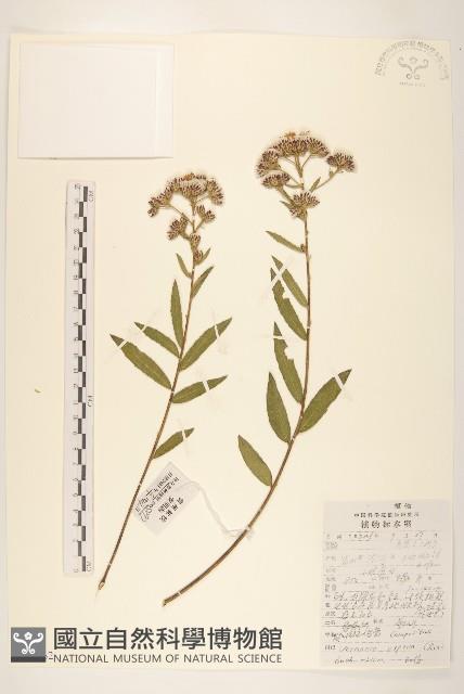 糙葉斑鳩菊藏品圖，第1張
