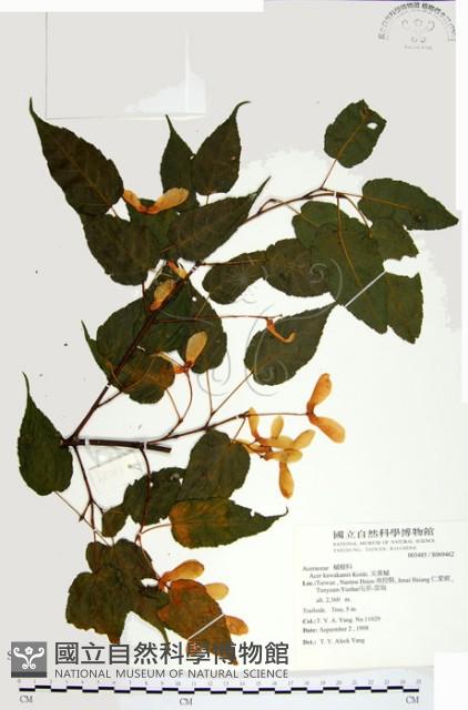 尖葉槭藏品圖，第1張