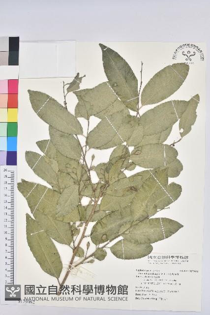 印度無憂樹藏品圖，第1張