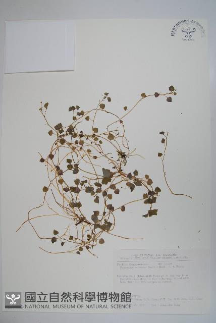 山桔梗藏品圖，第1張