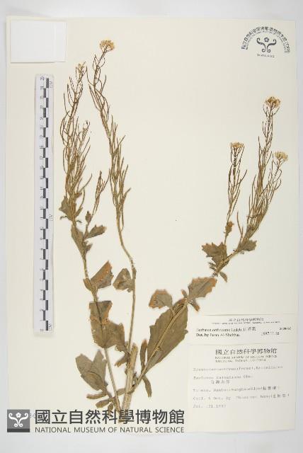 山芥菜藏品圖，第1張