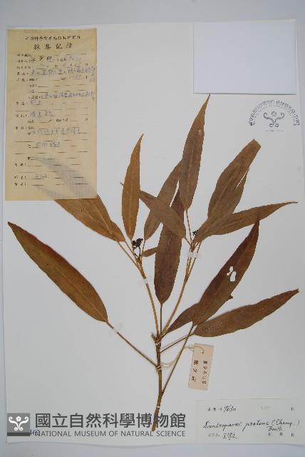 變葉樹參藏品圖，第1張