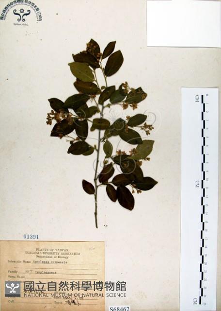 灰木藏品圖，第1張