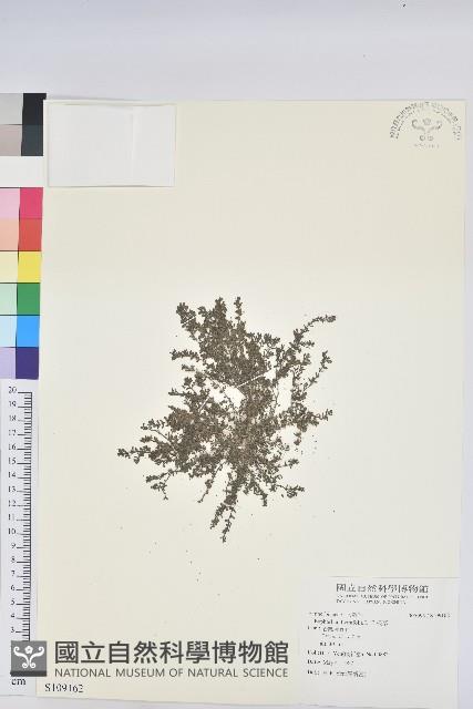 千根草藏品圖，第1張