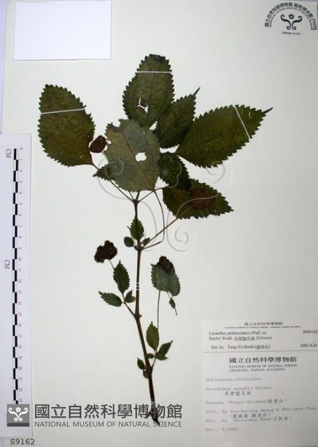 長梗盤花麻藏品圖，第1張