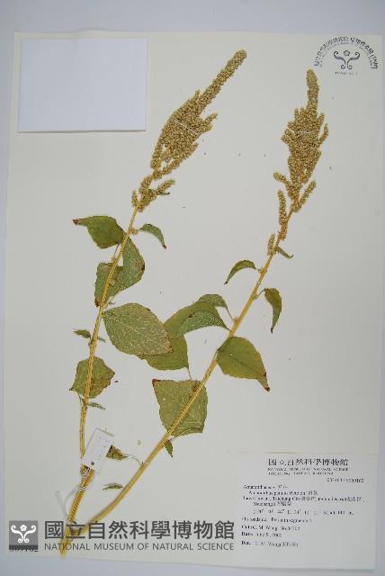 青莧藏品圖，第1張