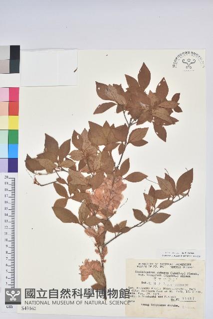 登錄號:S049162藏品圖，第1張