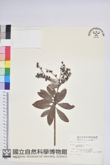 臺灣馬醉木藏品圖，第1張