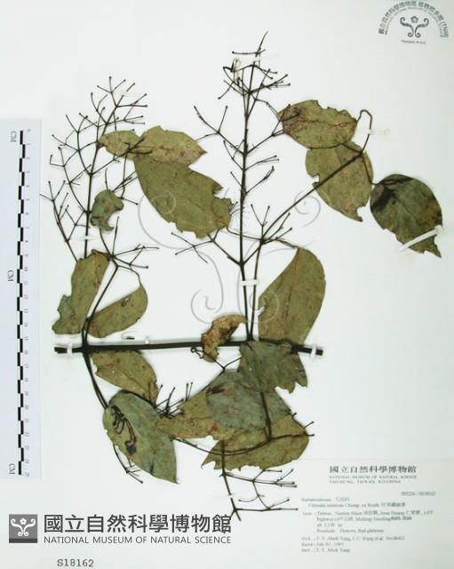 柱果鐵線蓮藏品圖，第1張