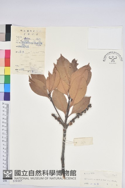 阿里山三斗石櫟、硬斗柯藏品圖，第1張