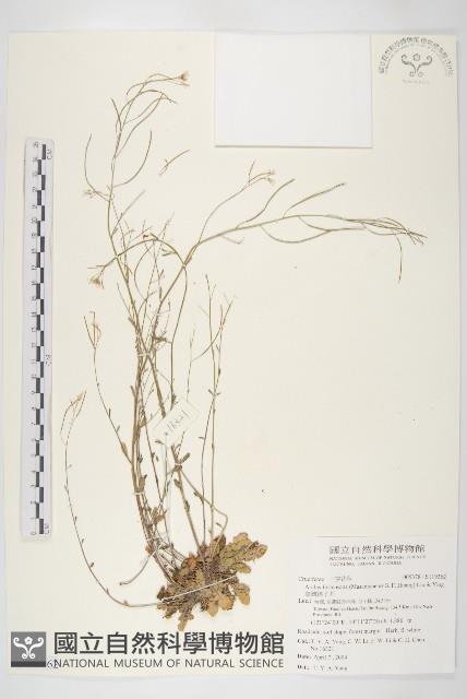 臺灣筷子芥藏品圖，第1張