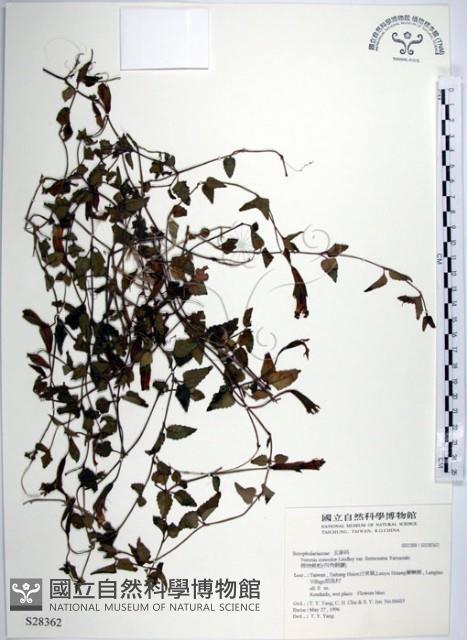 倒地蜈蚣藏品圖，第1張