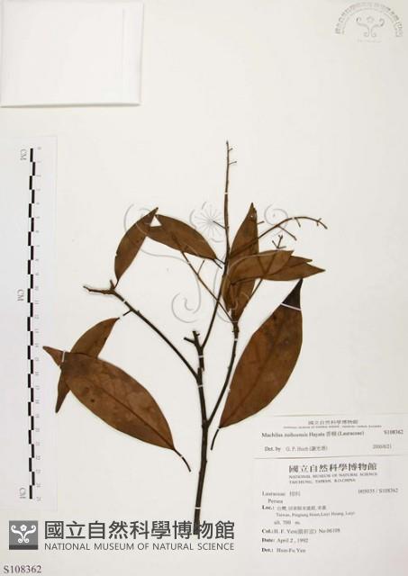 Incense Machilus, Incense Nanmu Collection Image