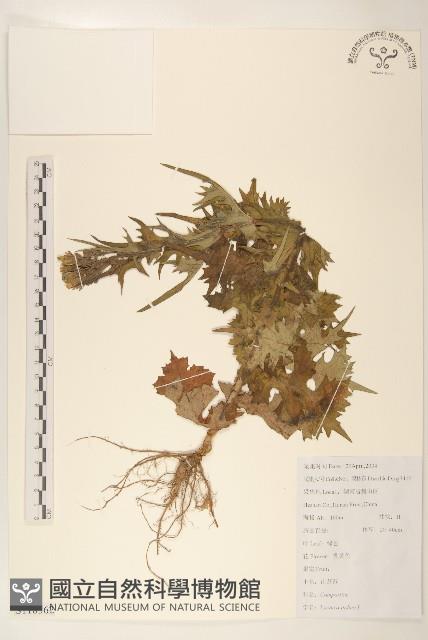 鵝仔草藏品圖，第1張