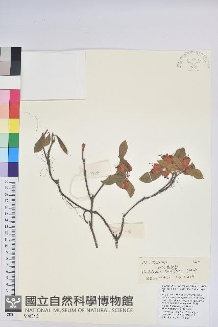 炮仗花杜鵑藏品圖，第1張